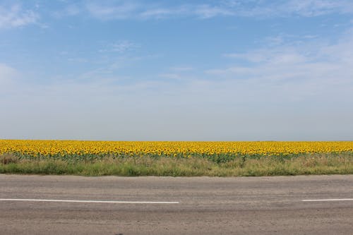 向日葵, 地平線, 田 的 免费素材图片