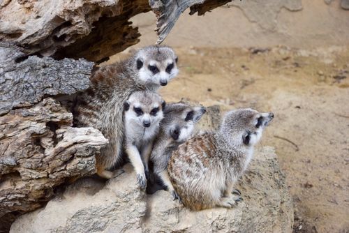Free A group of meerkats huddled together on rocky terrain, displaying natural curiosity and social behavior. Stock Photo