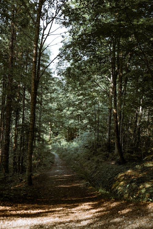 A Pathway in the Forest 