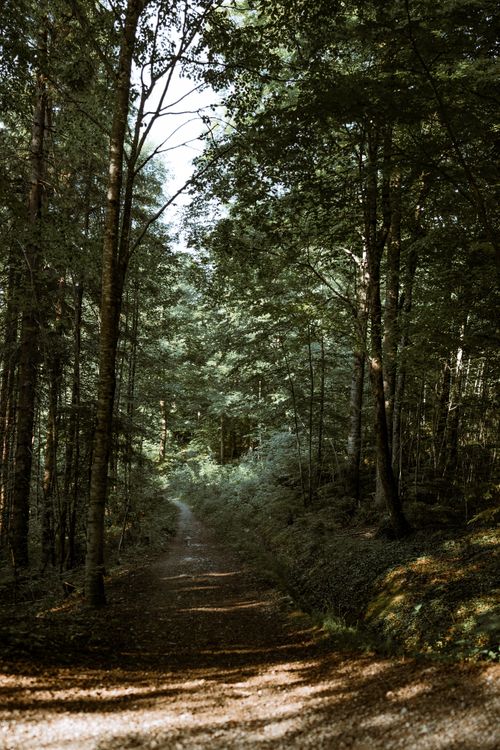 Free Tranquil forest trail surrounded by lush green trees in a peaceful summer setting. Stock Photo