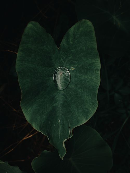 Free A captivating close-up of a dark green leaf with a water droplet, highlighting its texture and detail. Stock Photo