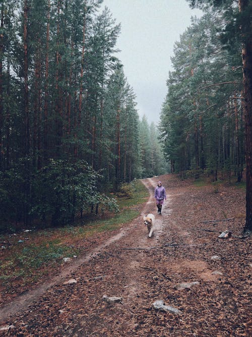 Kostenloses Stock Foto zu bäume, frau, fußweg