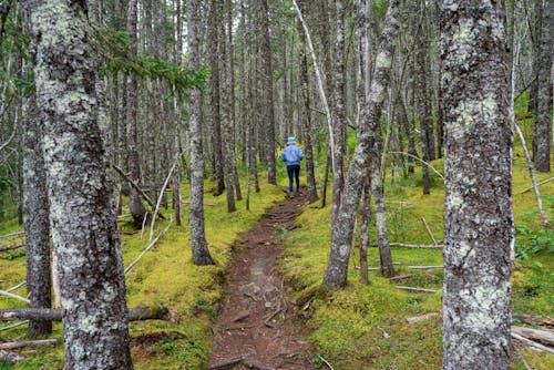 Person Hiking on Footpath in Forest