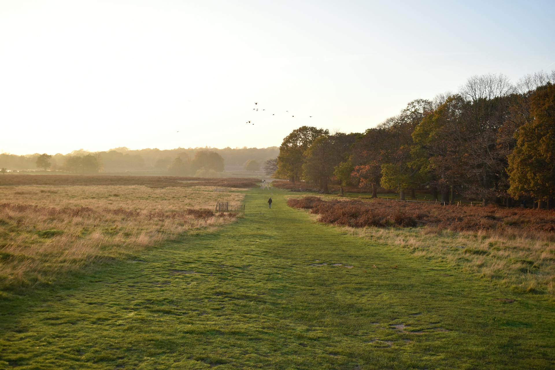 A serene summer landscape in Richmond Park with soft sunlight casting over expansive fields and trees.