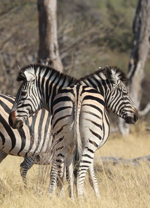 Free Two zebras stand close in the African savanna, showcasing their distinct black and white stripes. Stock Photo