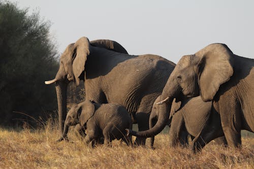 Family of Elephants in Savannah