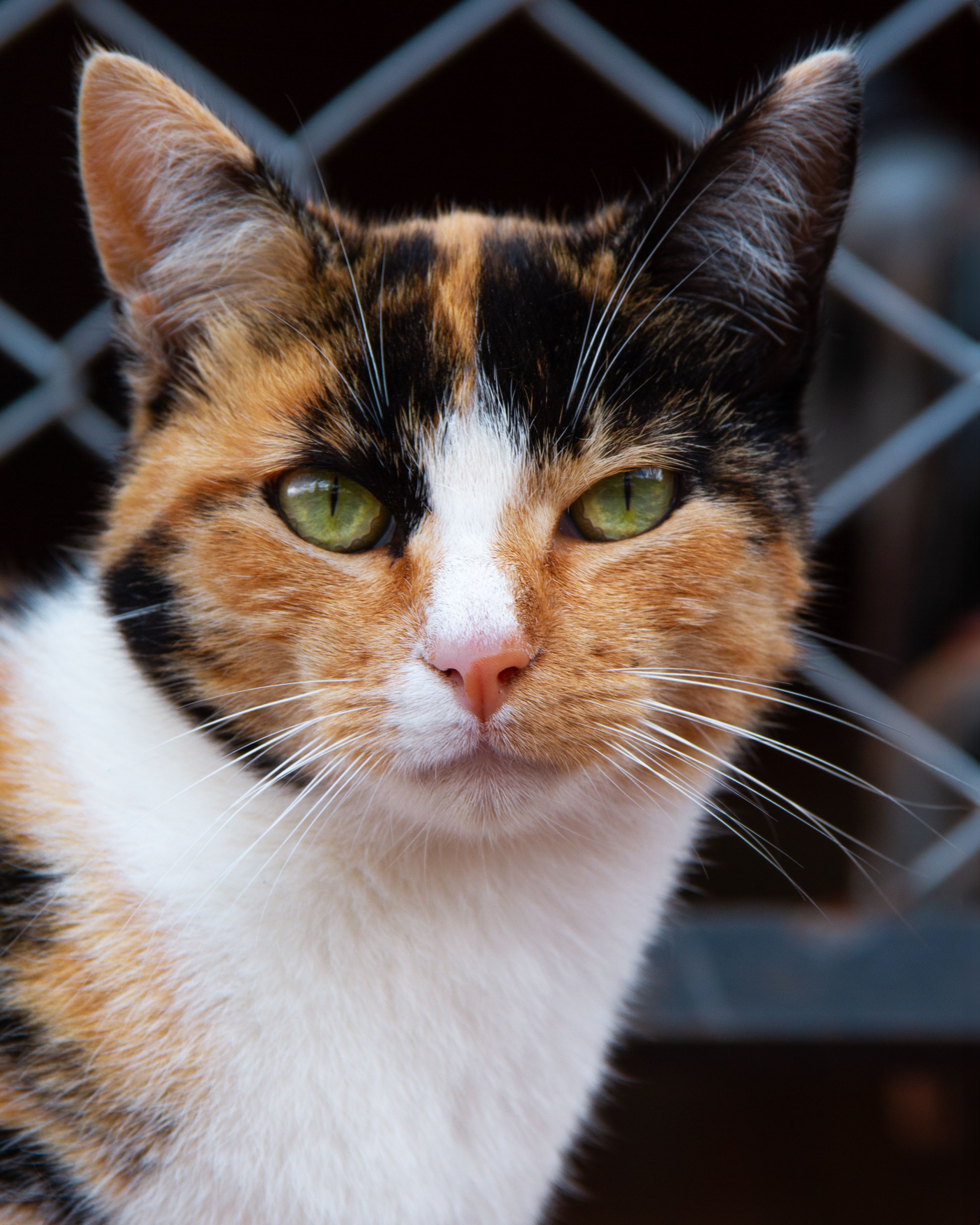 Portrait of a Cat in Front of a Fence · Free Stock Photo