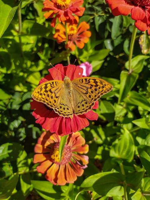 Mariposa en flor
