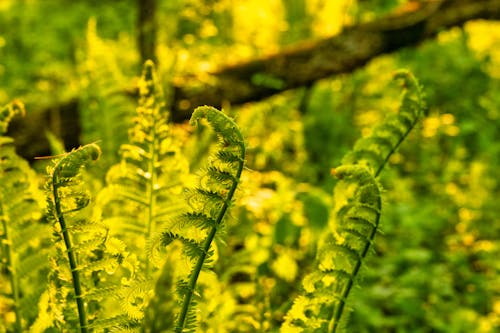 Growing Fern Leaves