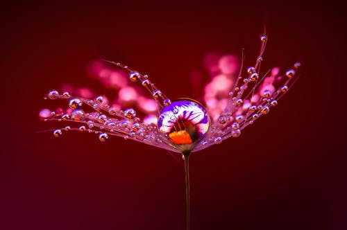 Drops of Water on Flower