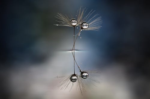 Water Droplets on Dandelion Seeds