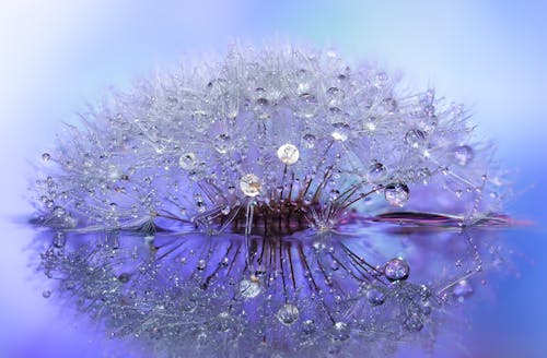 Delicate Wet Dandelion