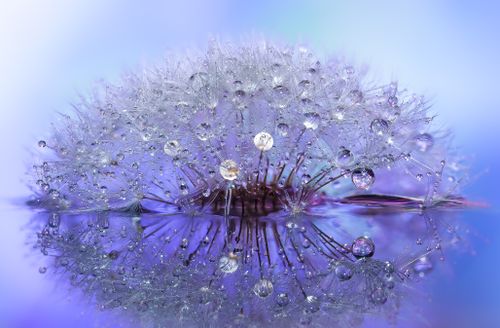 Free Detailed close-up of a dewy dandelion with water droplets reflecting in a serene blue setting. Stock Photo