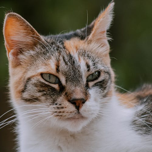 Fotos de stock gratuitas de animal, doméstico, gatito