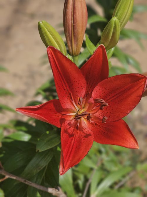 Foto d'estoc gratuïta de flor, fresc, lliri