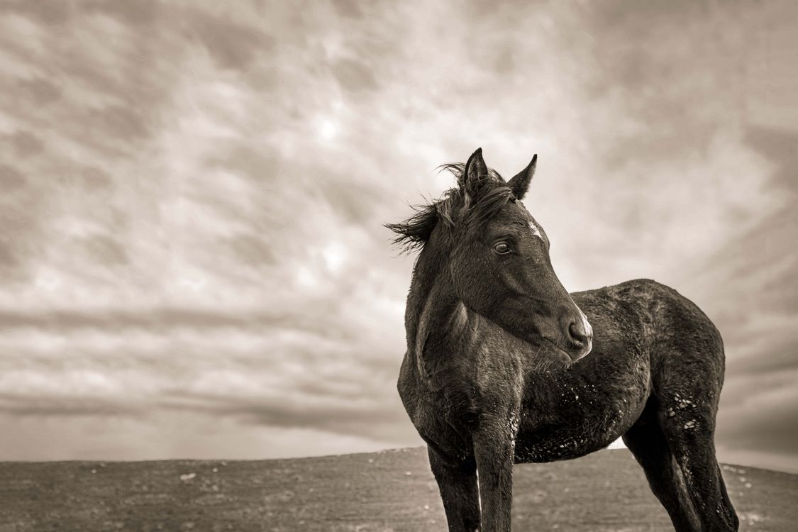 Horse on a Field in Black and White · Free Stock Photo