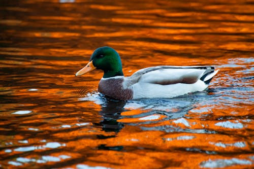 Mallard Duck on River