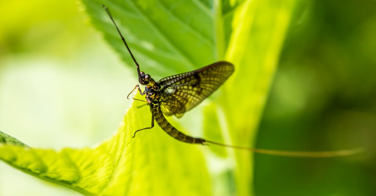 Another Small Insect A small insect sitting on top of a leaf · Free Stock Photo