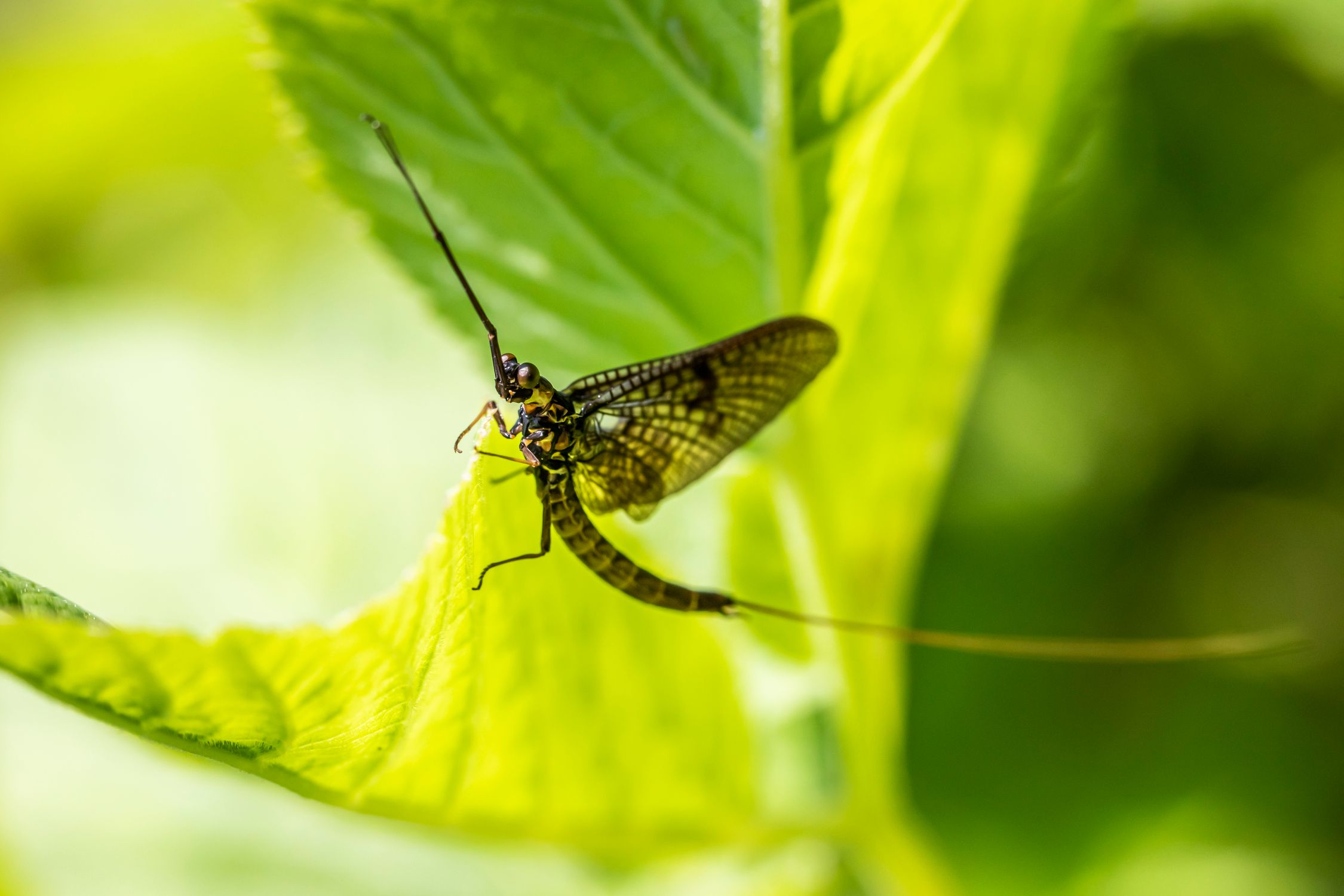 A small insect sitting on top of a leaf · Free Stock Photo