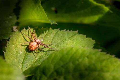 Free Close-up of a spider resting on a leaf in a lush green garden during daylight. Stock Photo