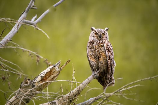 Mama Great Horned