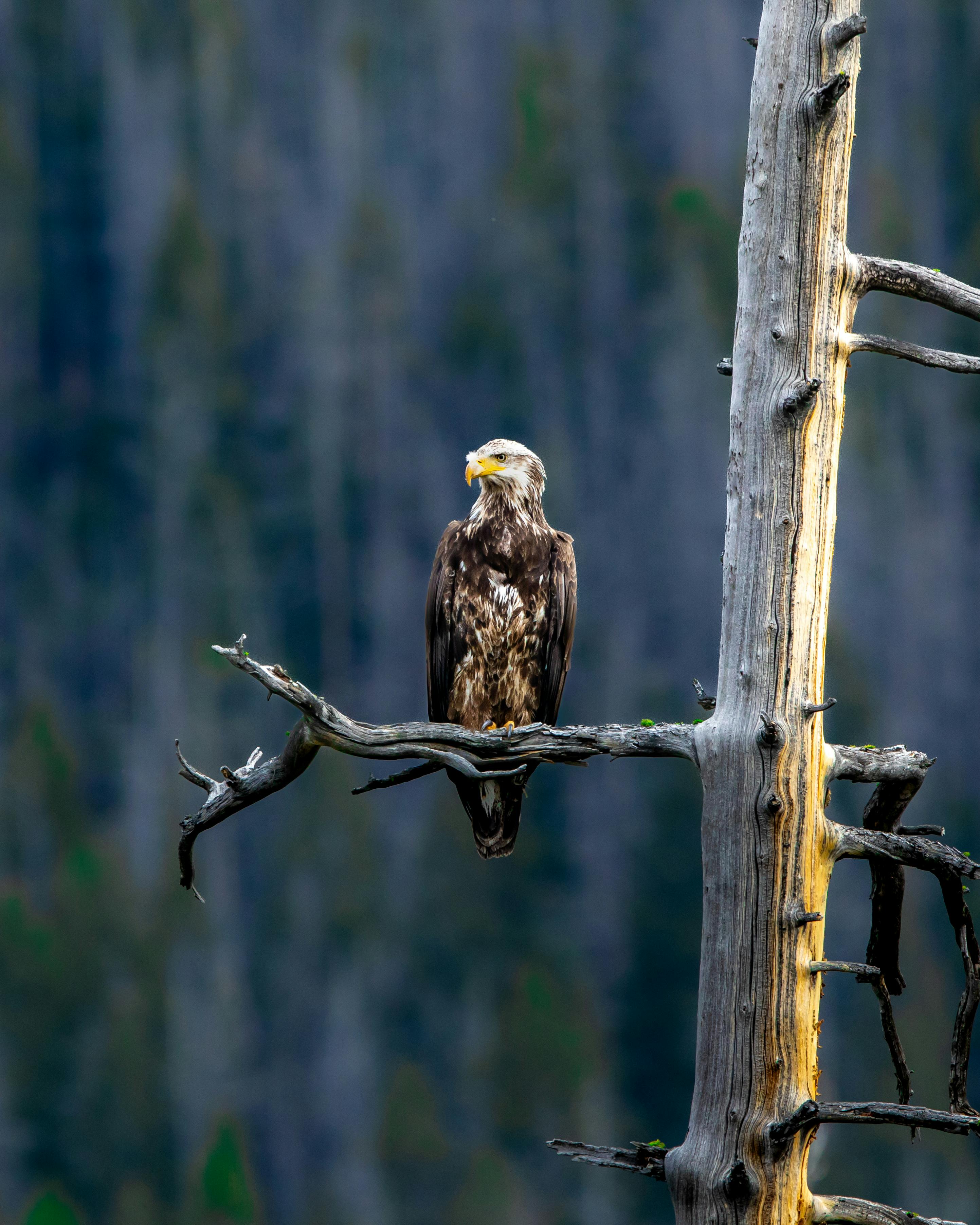 Ghost Bird Photos, Download The BEST Free Ghost Bird Stock Photos & HD