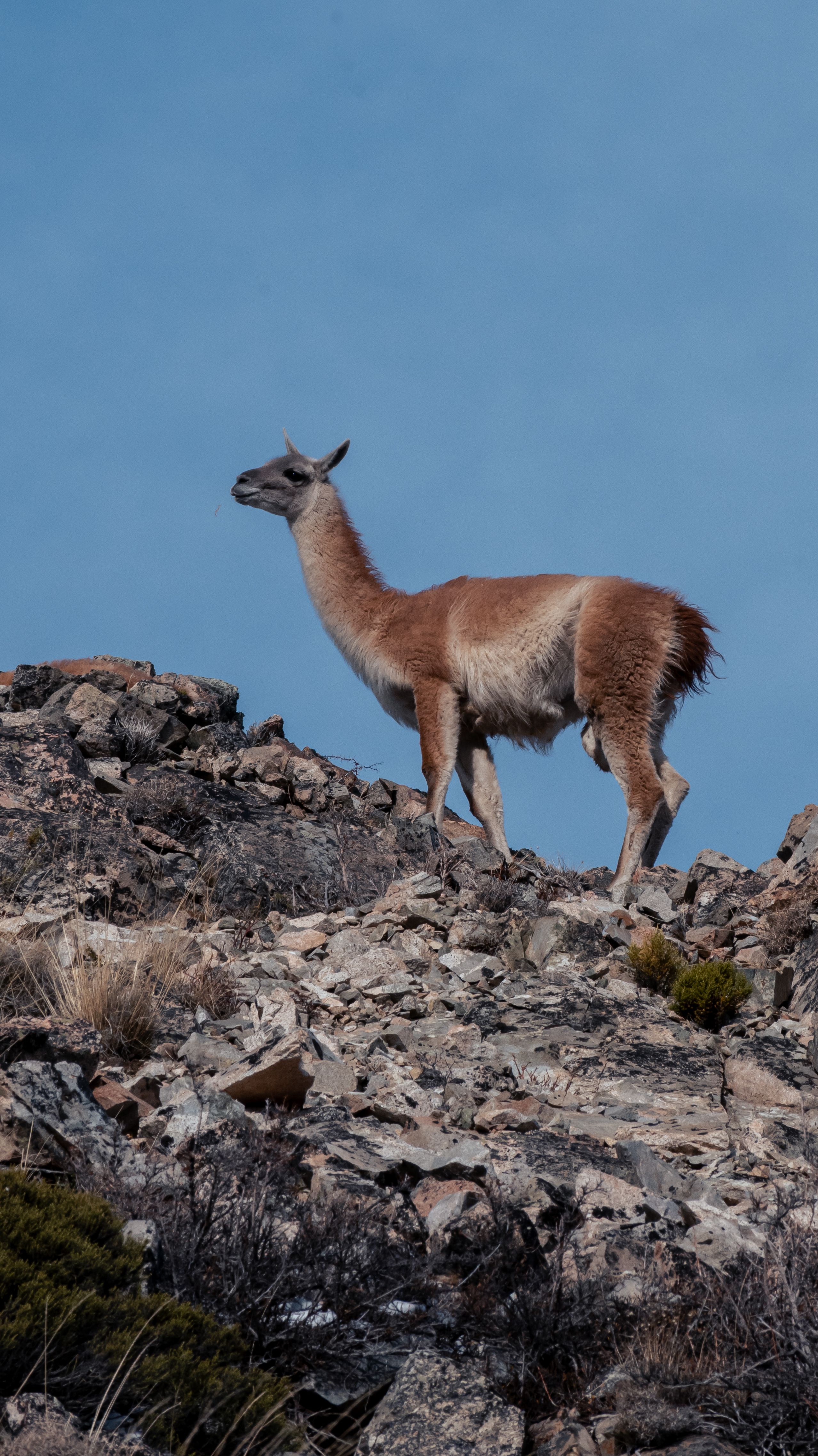 A guanaco standing alert on a rocky outcrop above the steppe.