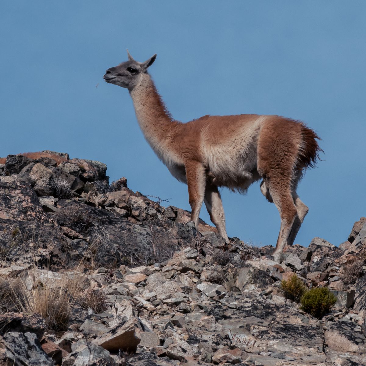 A guanaco standing alert on a rocky outcrop above the steppe.