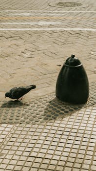Pigeon standing near a black bollard on a Buenos Aires sidewalk, capturing urban wildlife in Argentina.