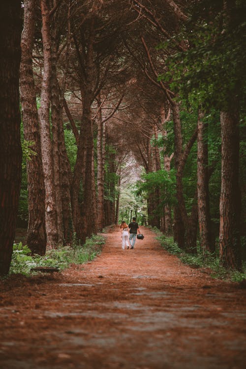 Gratis stockfoto met bomen, eigen tijd, kerel