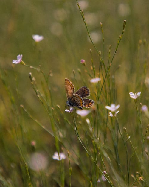 푸른 풀밭에 있는 꽃 위에 나비 한 마리가 서 있다