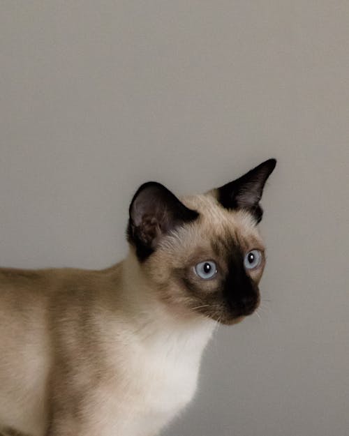 Siamese Cat with Blue Eyes