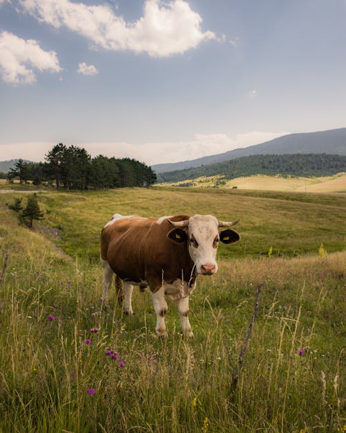 Cow on Green Field
