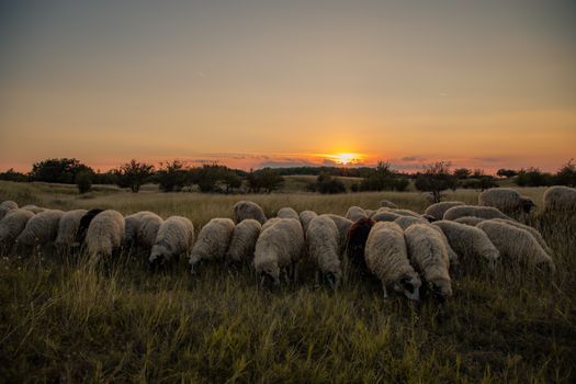 Flock of sheep grazing in a serene meadow at sunset in Vojvodina, Serbia.