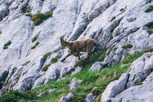 Fotobanka s bezplatnými fotkami na tému alpský ibex, capra ibex, fotografie zvierat žijúcich vo voľnej prírode