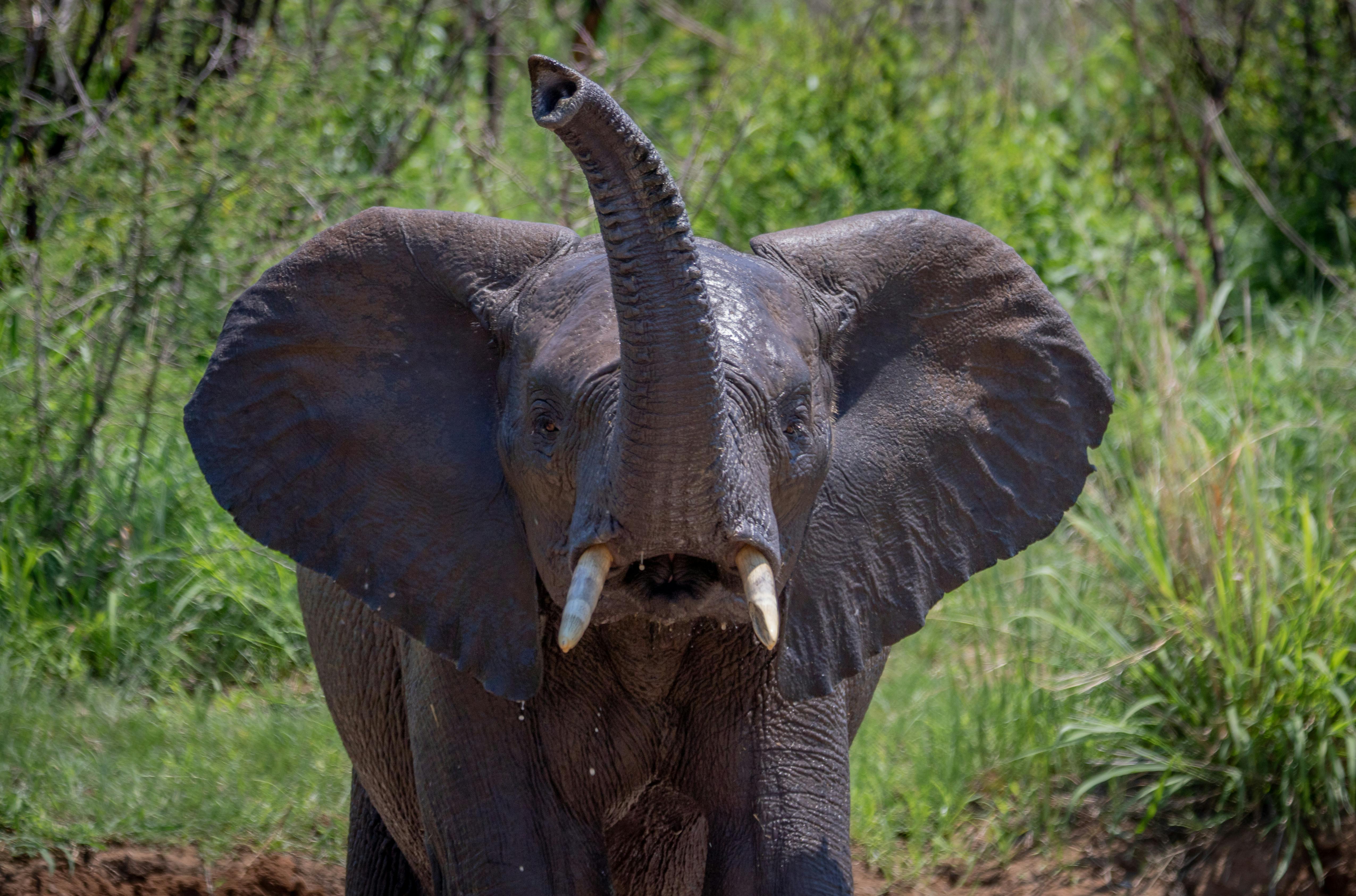 Free stock photo of africa, african elephant, bathing