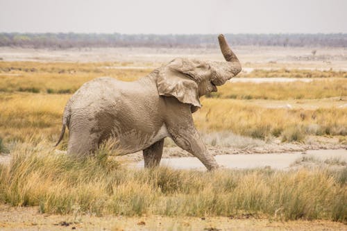 Free Large Elephant in Africa Stock Photo