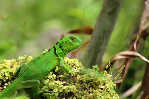 Green Iguana in Jungle