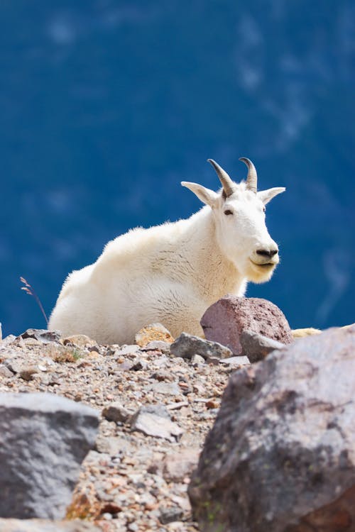 A Mountain Goat Lying on a Rocky Surface 