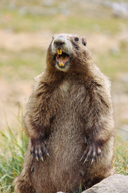 Close-up of a Marmot 