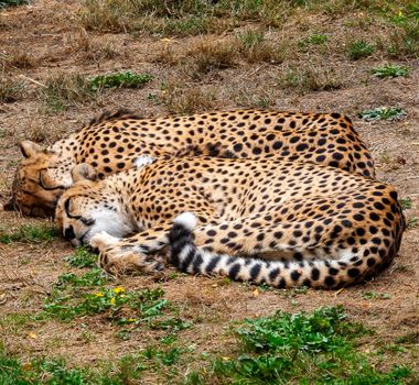 Two cheetahs are laying down on the ground