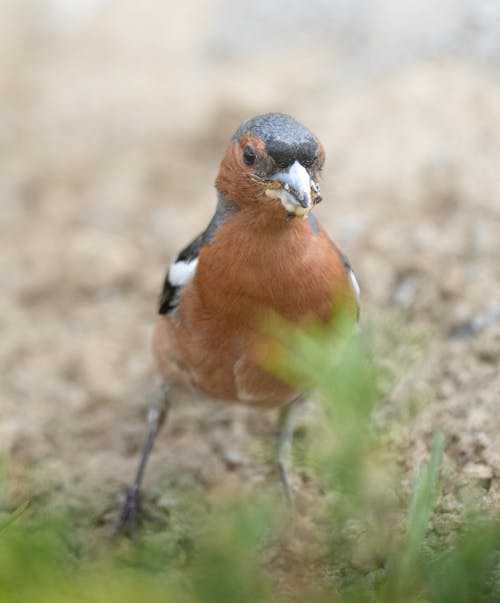 Chaffinch in Close Up
