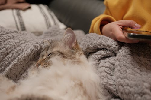 A Cat Lying on a Blanket with a Woman 