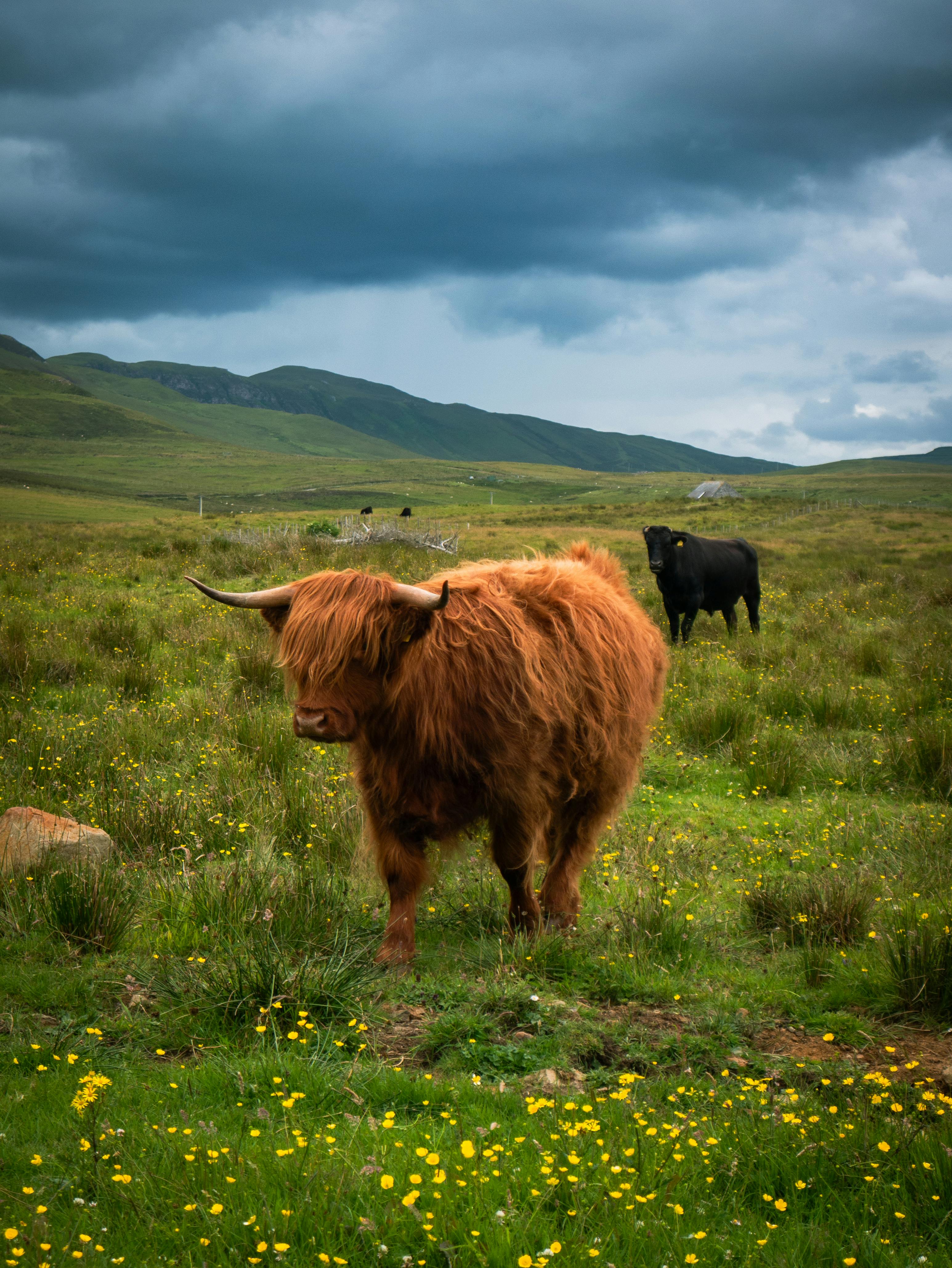 Highland cattle grazing in lush meadow with mountainous backdrop under dramatic sky.