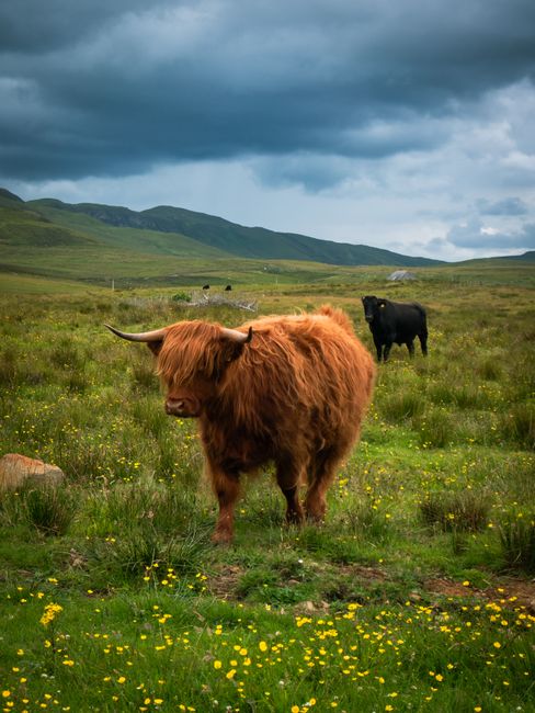 Highland cattle grazing in lush meadow with mountainous backdrop under dramatic sky.