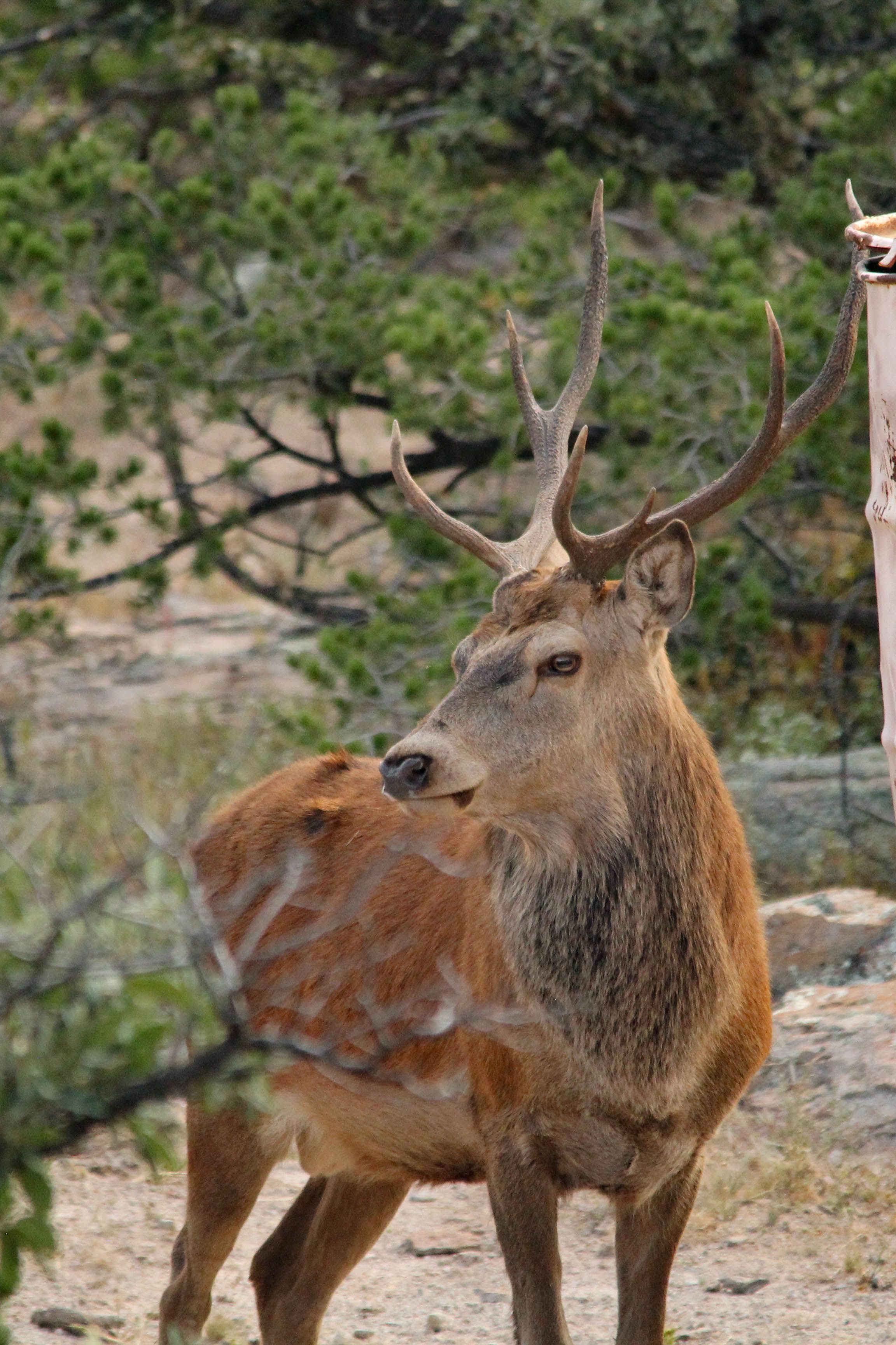 Male Deer with Large Antlers · Free Stock Photo