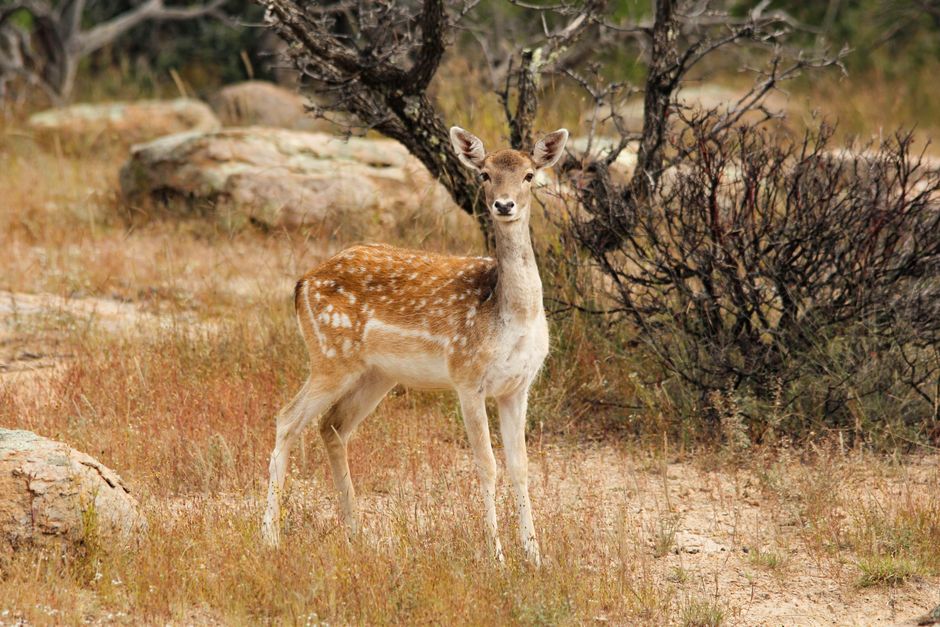 A Persian fallow deer standing in a dry reserve in Chihuahua, Mexico.