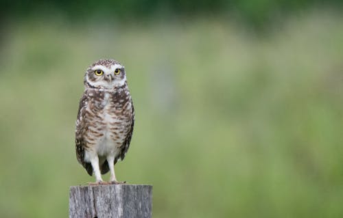 Owl on a Wooden Pole 