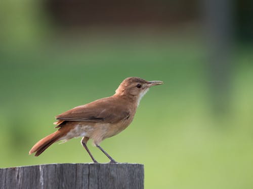 Základová fotografie zdarma na téma divočina, divoký, dřevěný