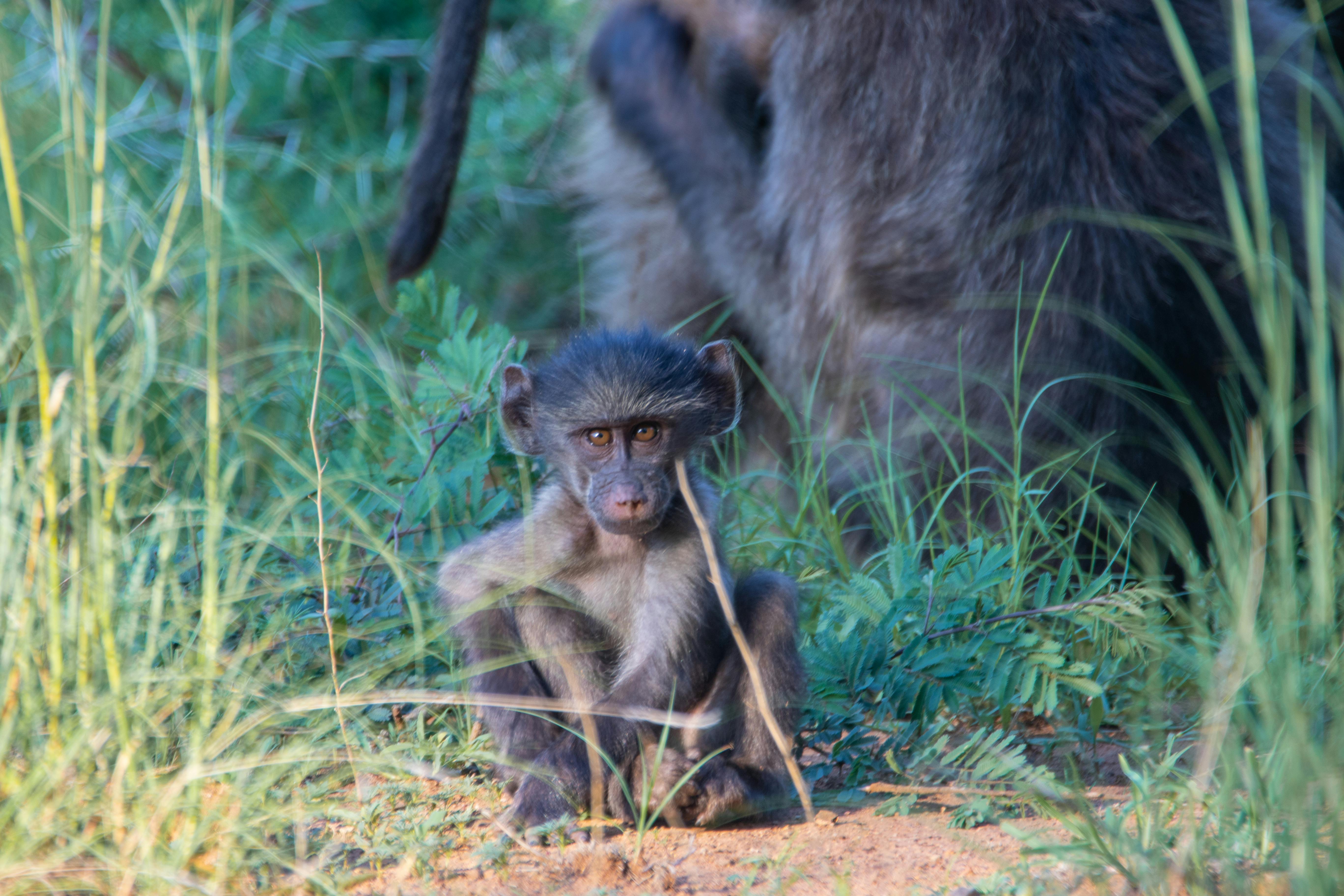 Free stock photo of animals, baboon, baby